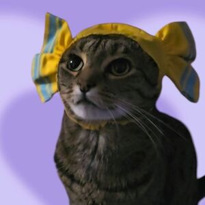 CAP For CATS Kitan Club - Blue & Yellow Japanese "Blind Box"